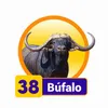 Bufalo